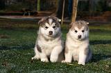 ALASKAN MALAMUTE 644